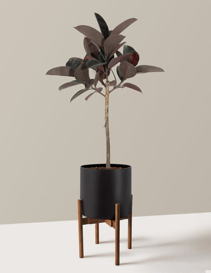 Ficus Burgundy Rubber Tree