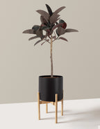 Ficus Burgundy Rubber Tree