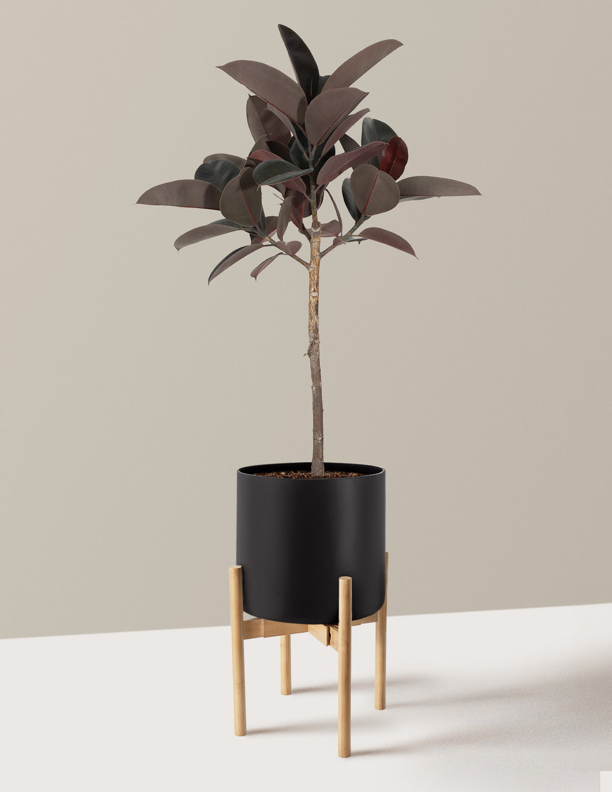 Ficus Burgundy Rubber Tree