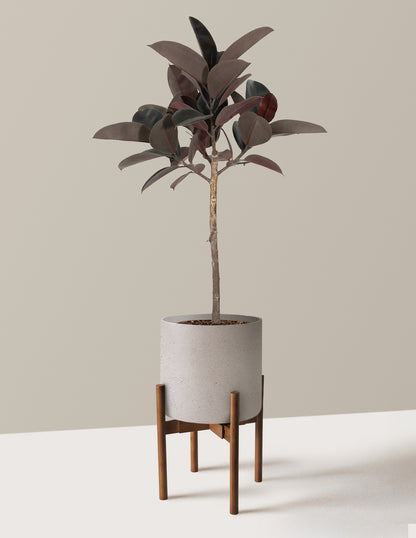 Ficus Burgundy Rubber Tree
