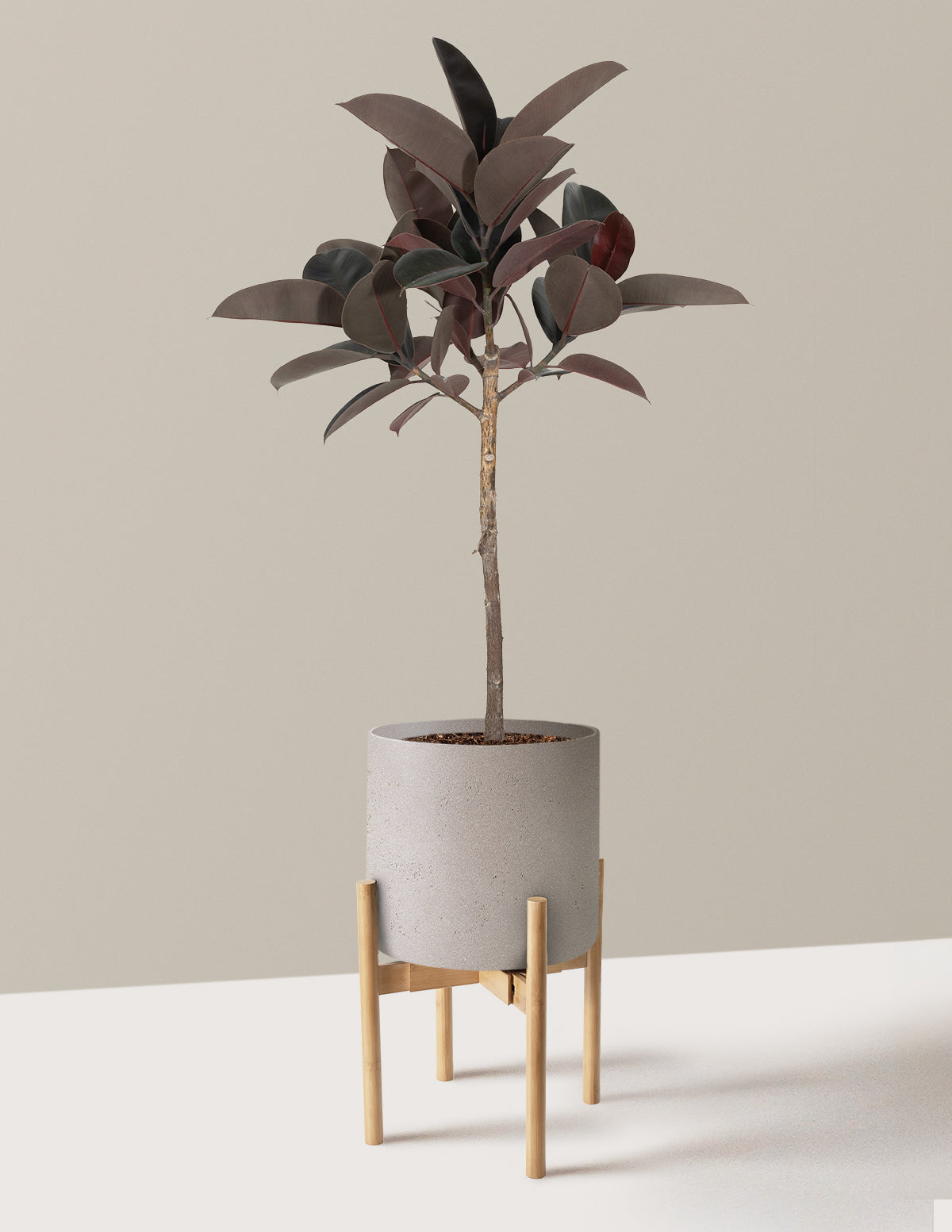 Ficus Burgundy Rubber Tree