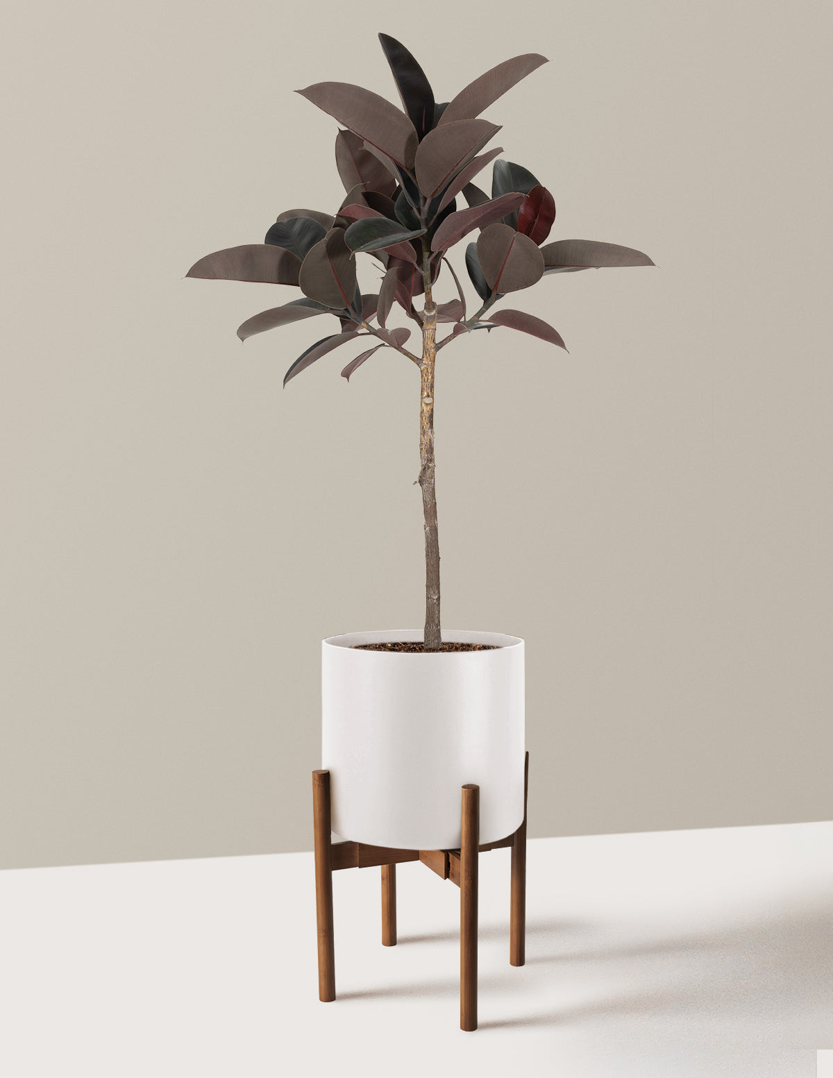 Ficus Burgundy Rubber Tree