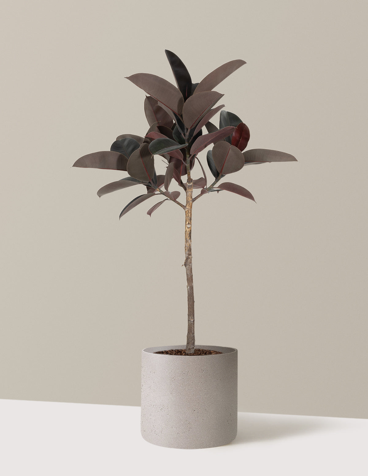 Ficus Burgundy Rubber Tree