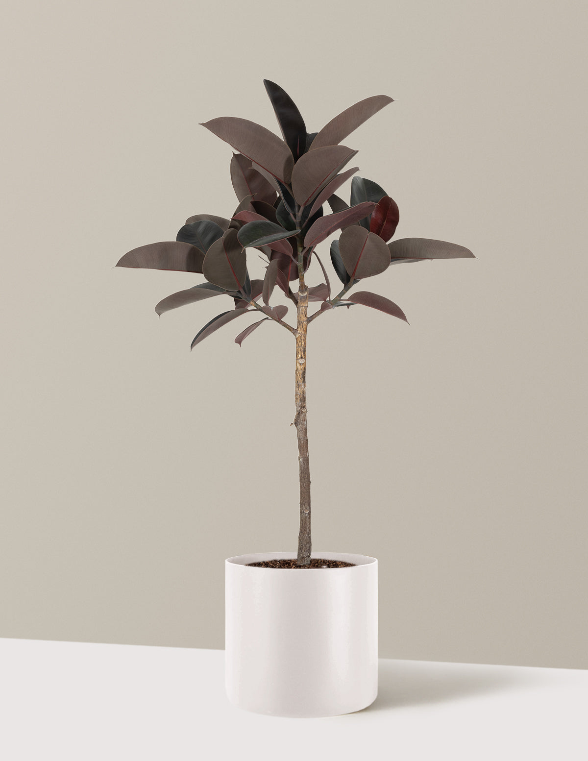 Ficus Burgundy Rubber Tree