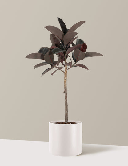 Ficus Burgundy Rubber Tree