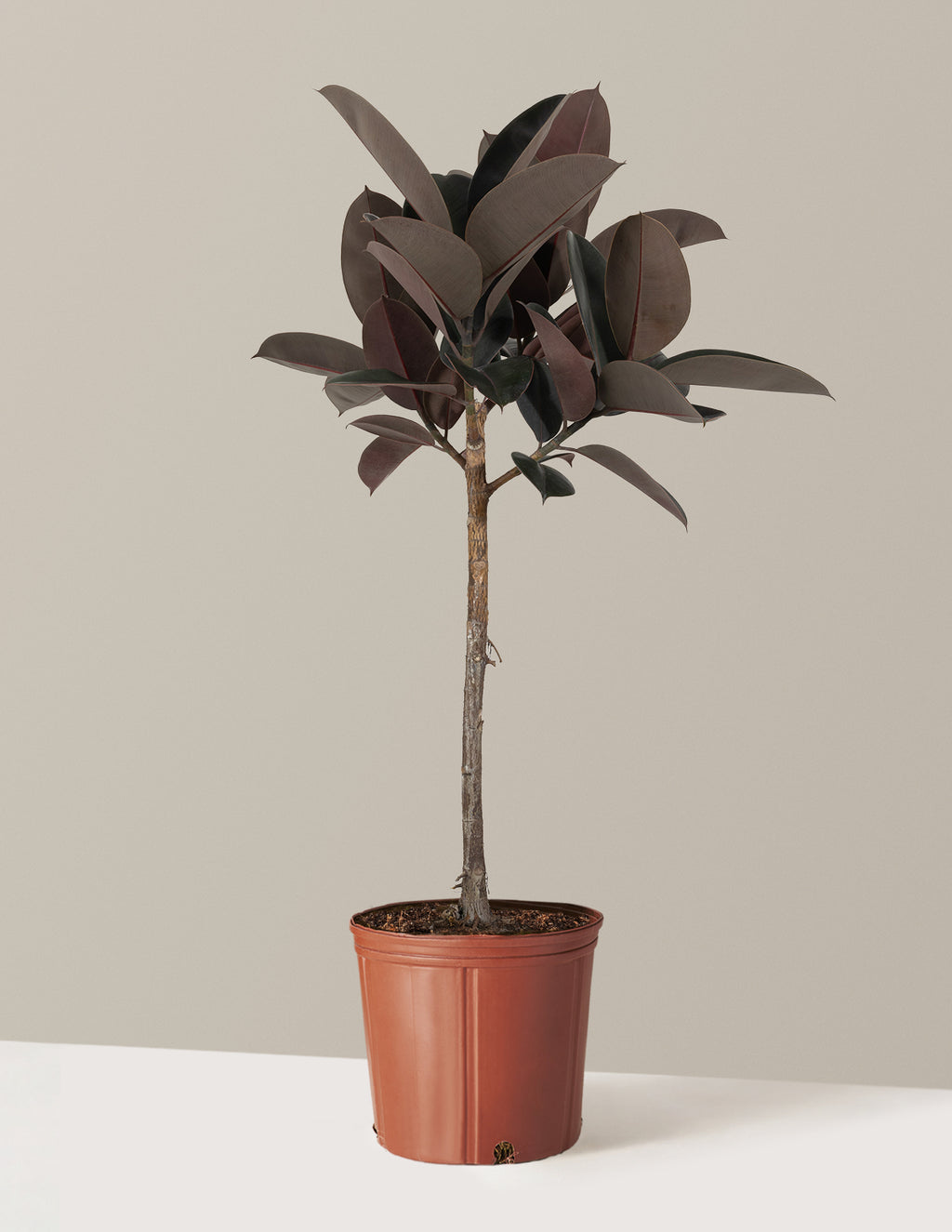 Ficus Burgundy Rubber Tree