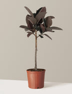 Ficus Burgundy Rubber Tree