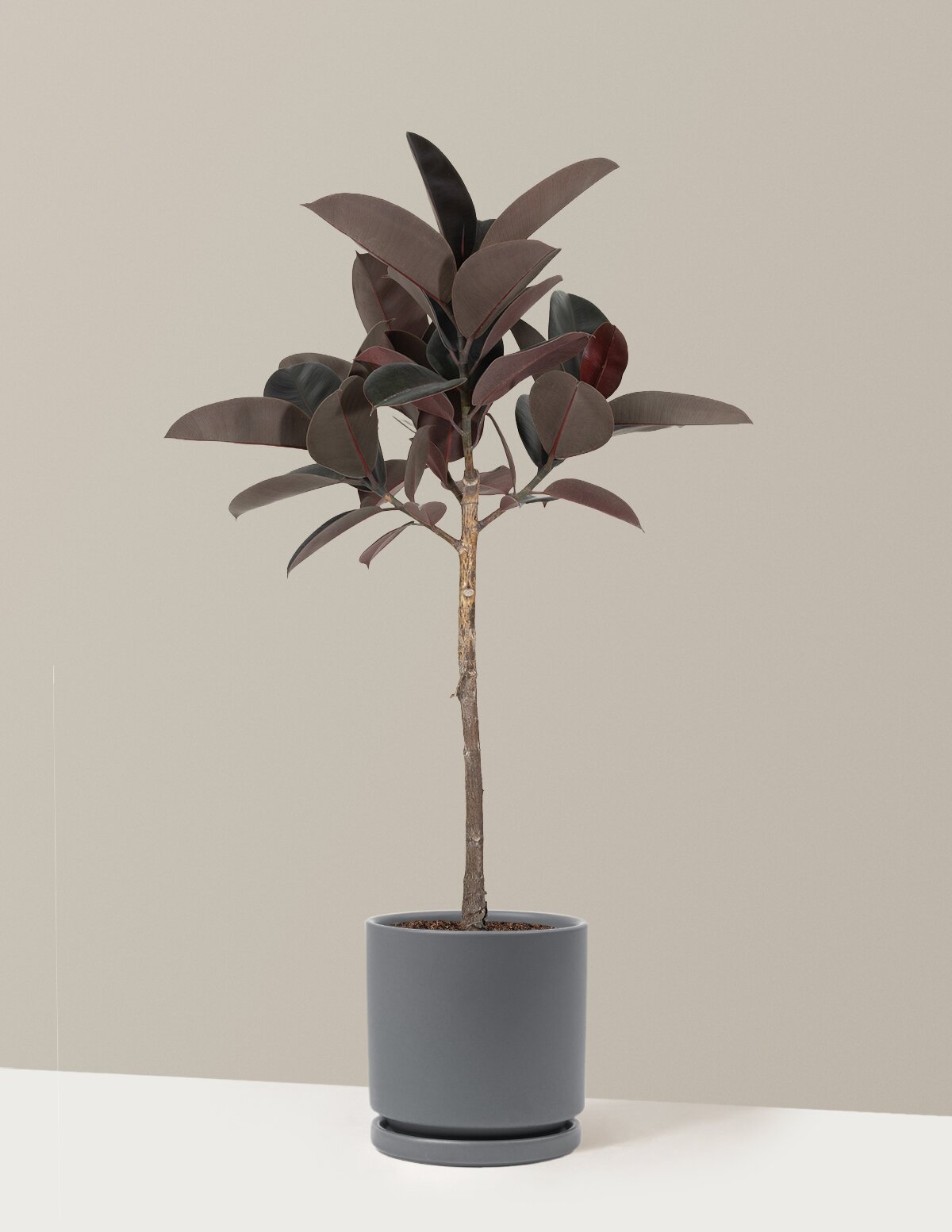 Ficus Burgundy Rubber Tree