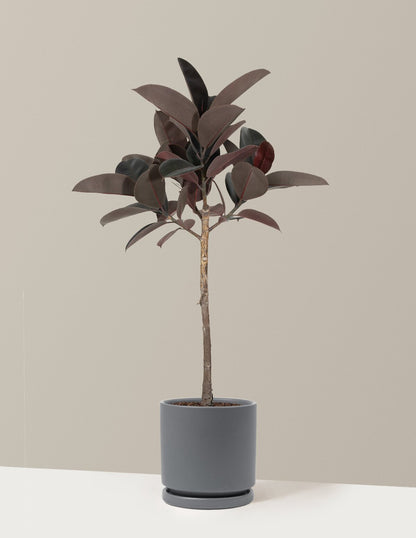 Ficus Burgundy Rubber Tree