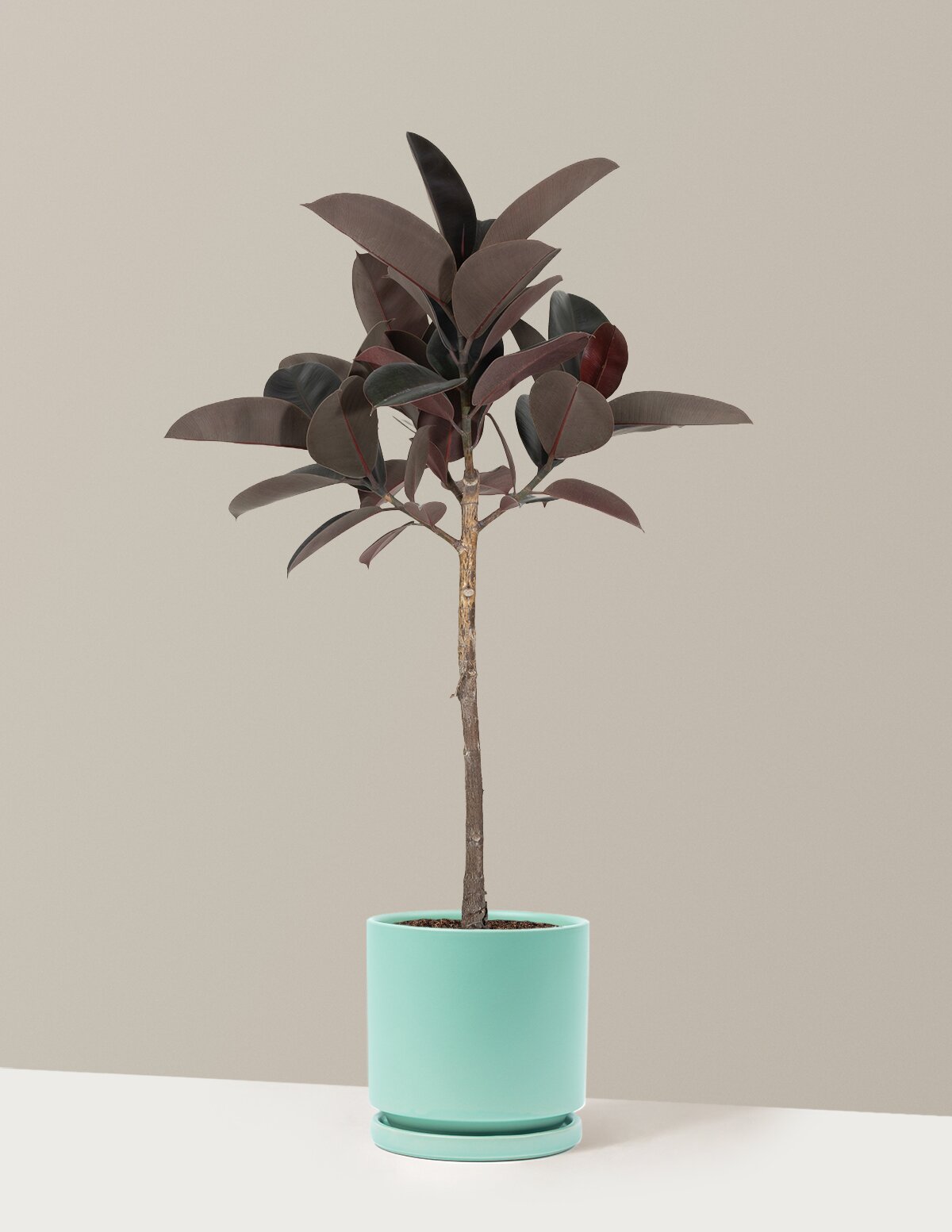 Ficus Burgundy Rubber Tree
