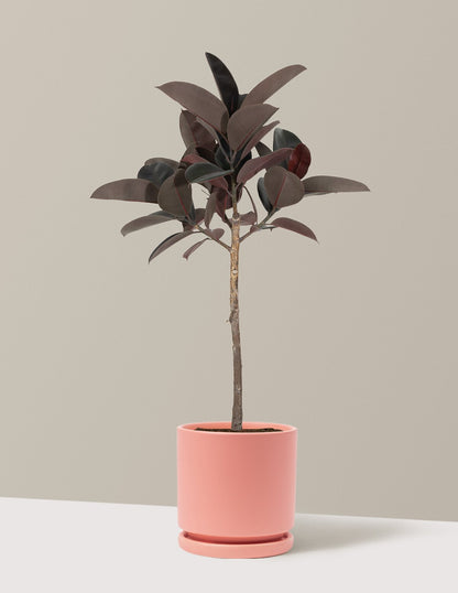 Ficus Burgundy Rubber Tree