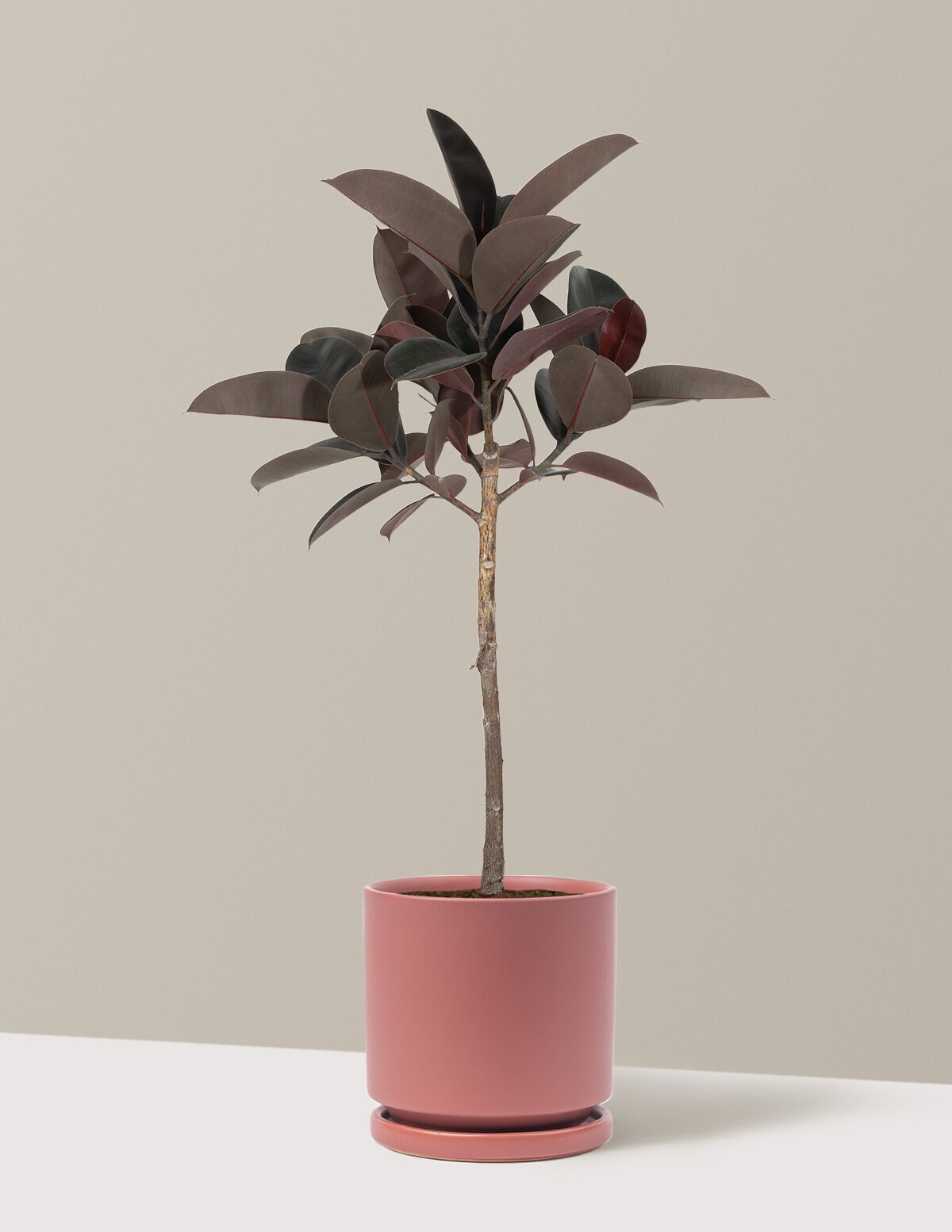 Ficus Burgundy Rubber Tree