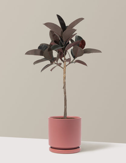 Ficus Burgundy Rubber Tree