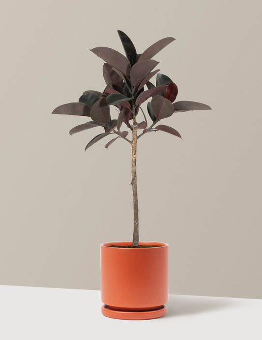 Ficus Burgundy Rubber Tree