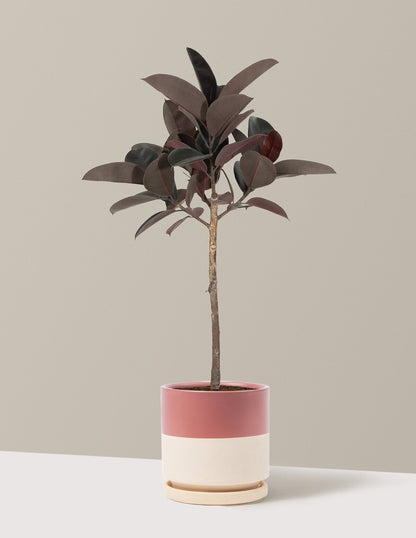 Ficus Burgundy Rubber Tree