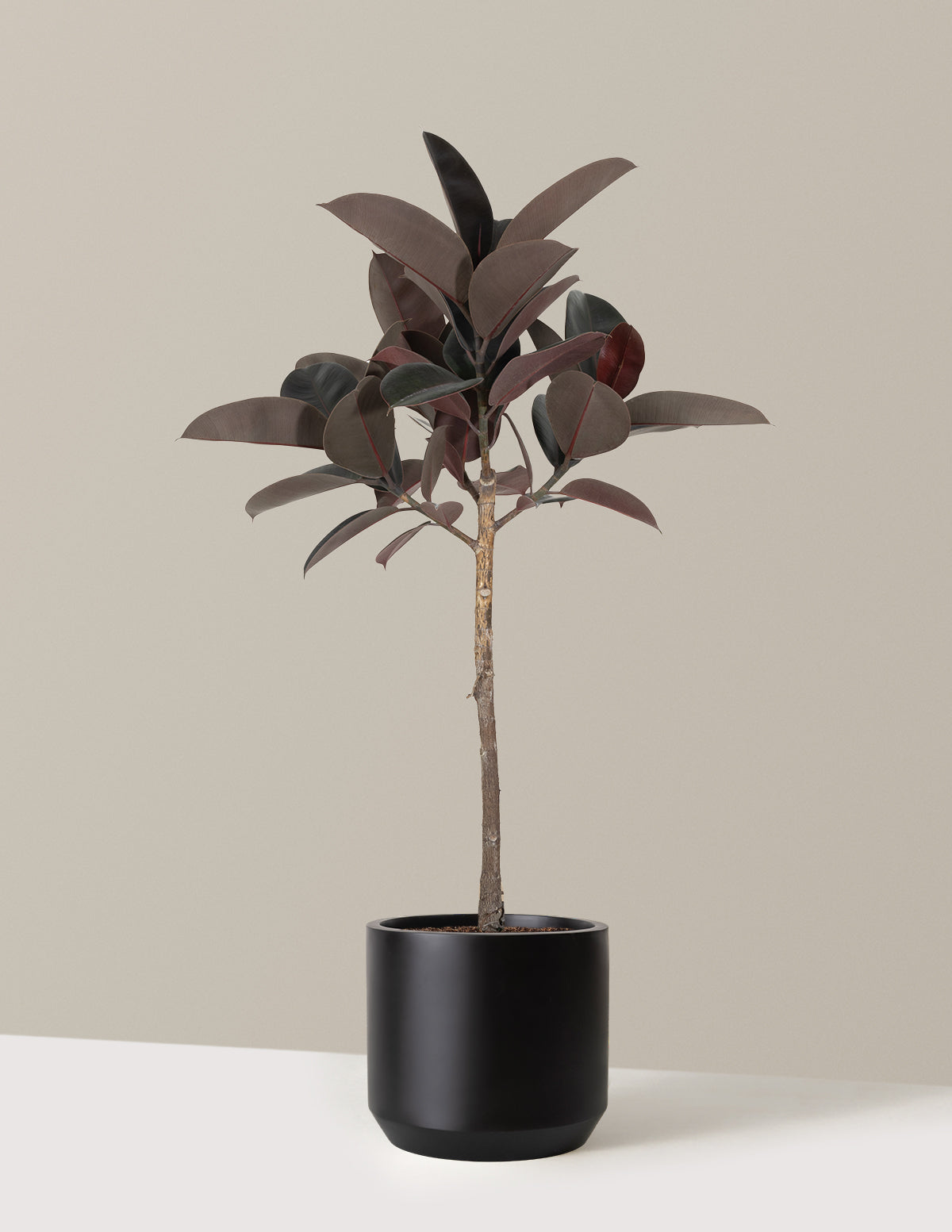 Ficus Burgundy Rubber Tree