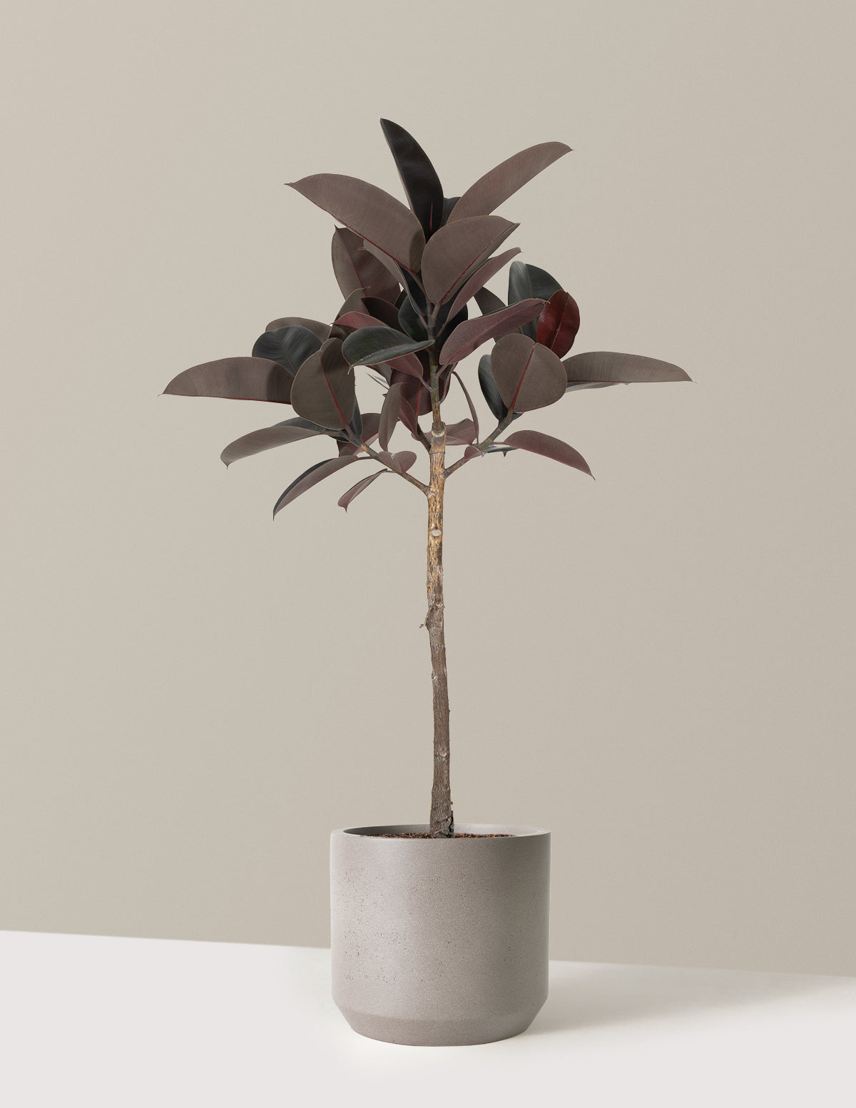 Ficus Burgundy Rubber Tree