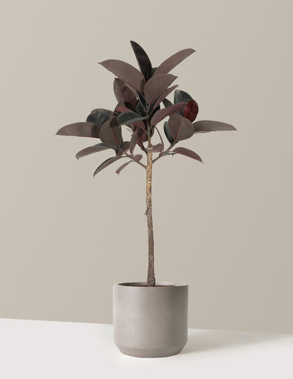 Ficus Burgundy Rubber Tree