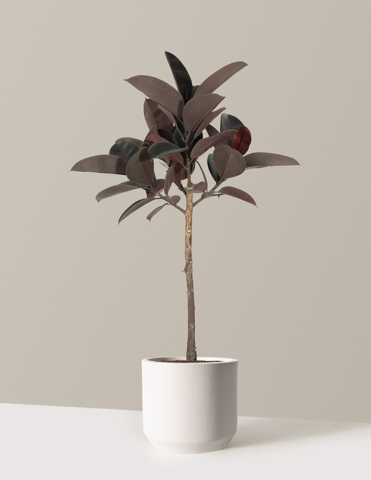 Ficus Burgundy Rubber Tree