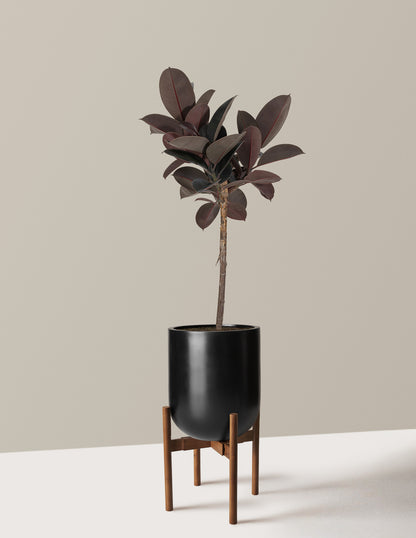 Ficus Burgundy Rubber Tree