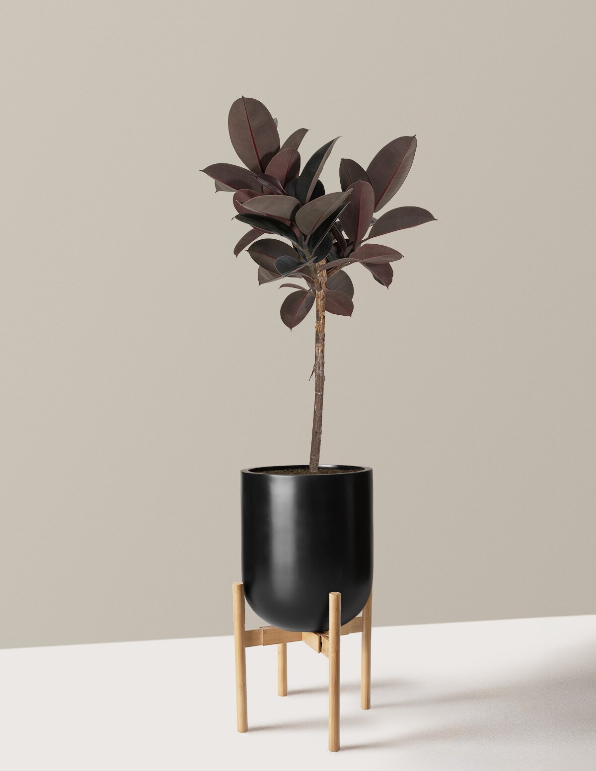 Ficus Burgundy Rubber Tree