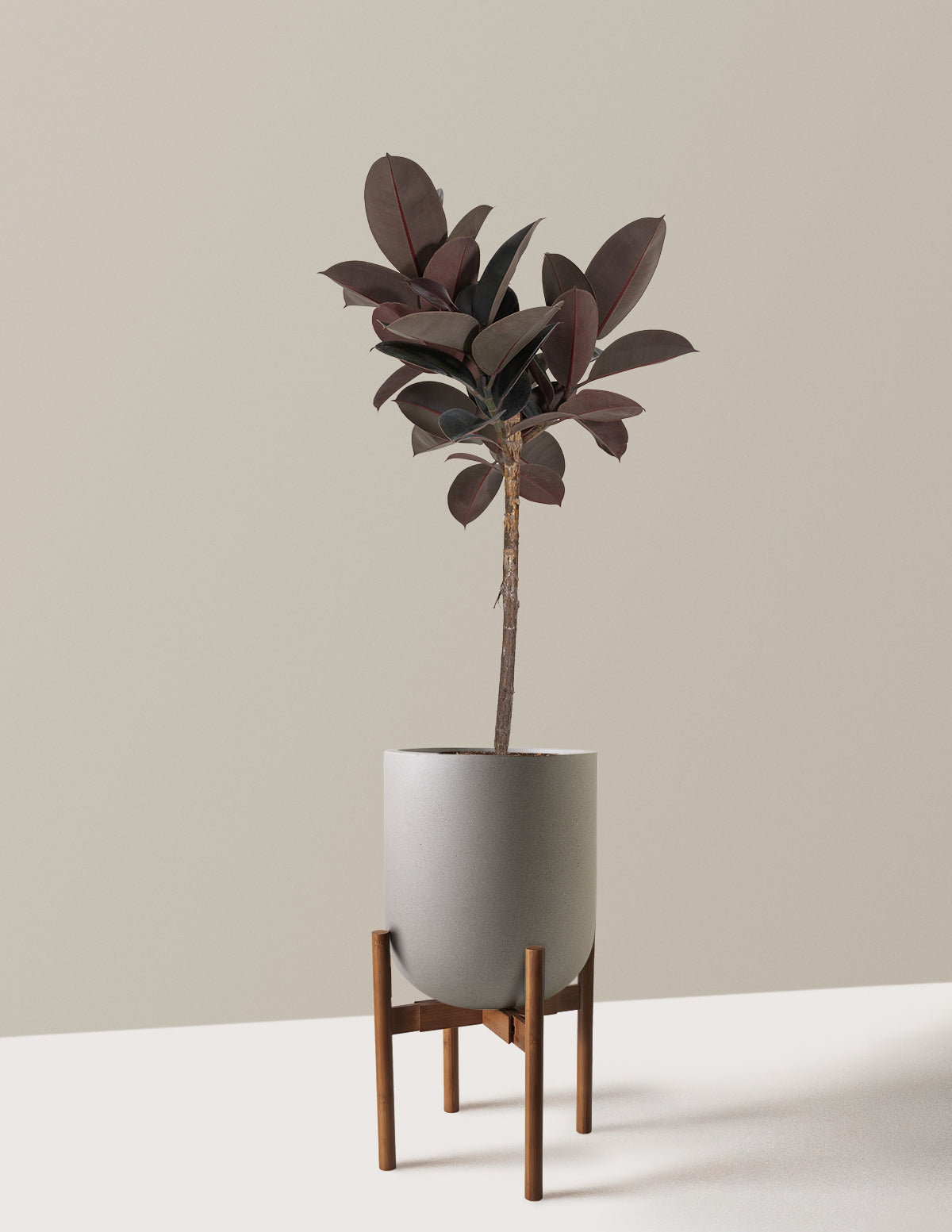 Ficus Burgundy Rubber Tree