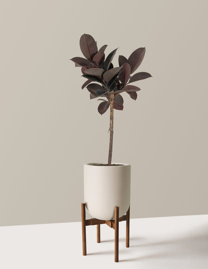 Ficus Burgundy Rubber Tree