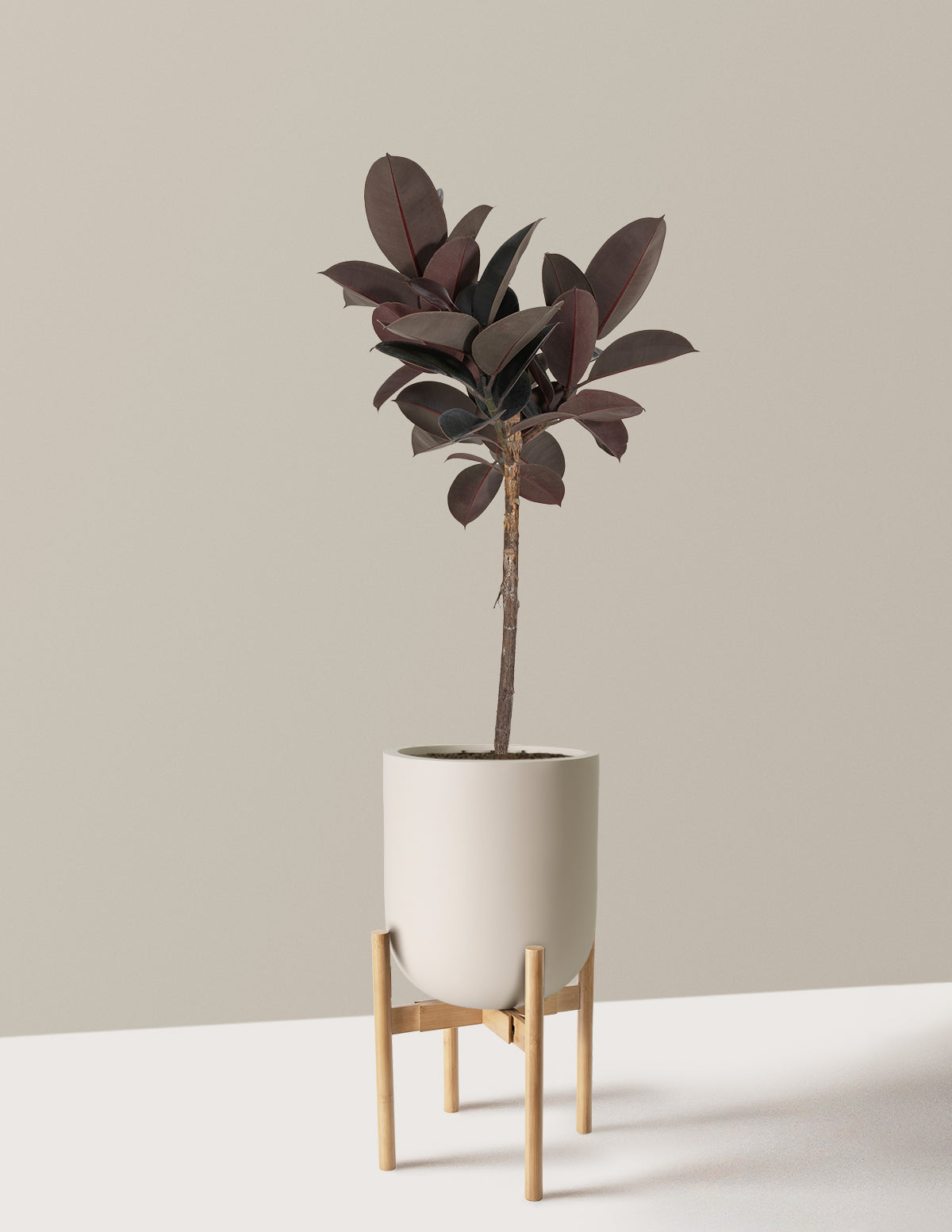 Ficus Burgundy Rubber Tree