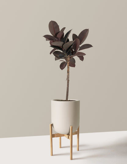 Ficus Burgundy Rubber Tree