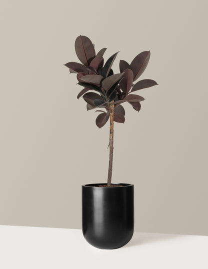 Ficus Burgundy Rubber Tree