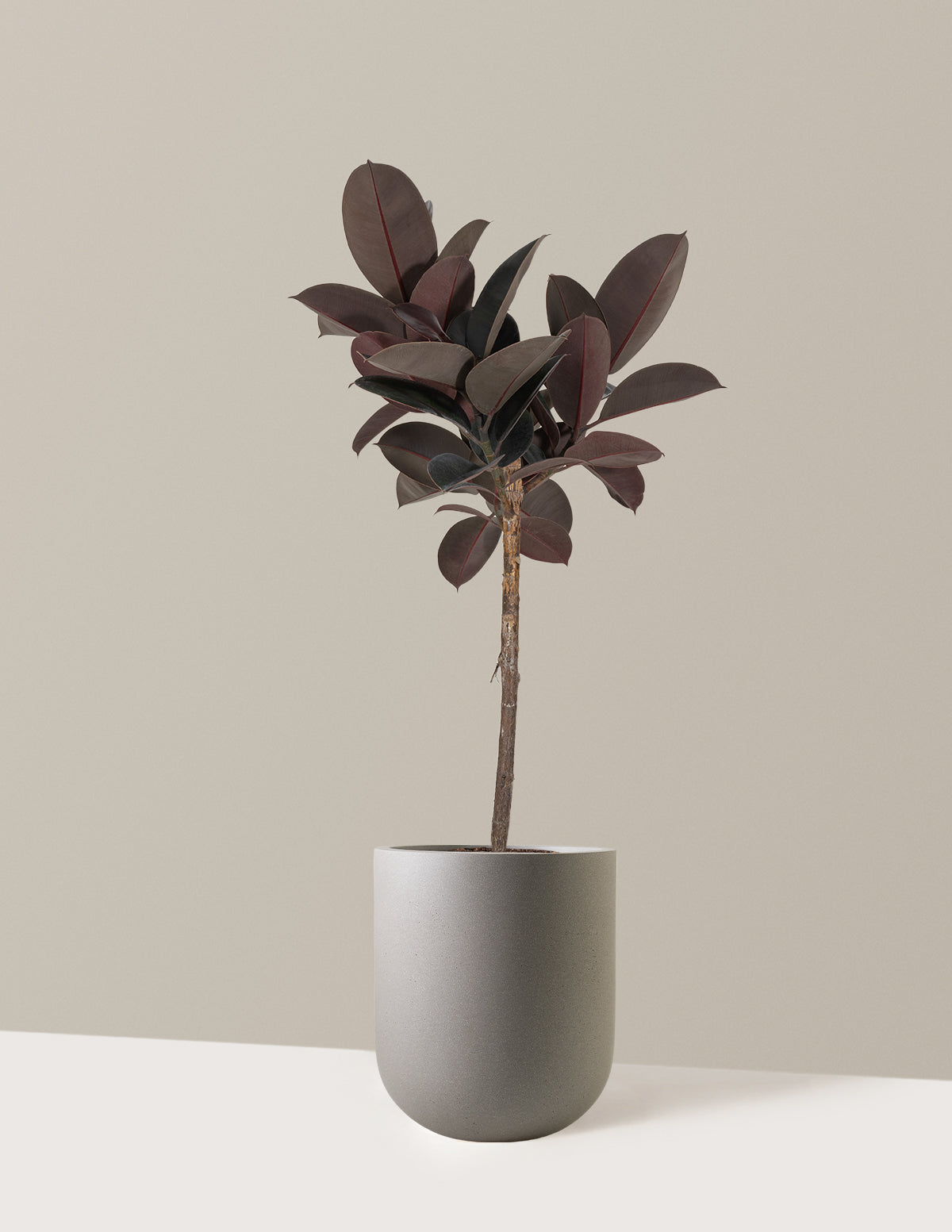 Ficus Burgundy Rubber Tree