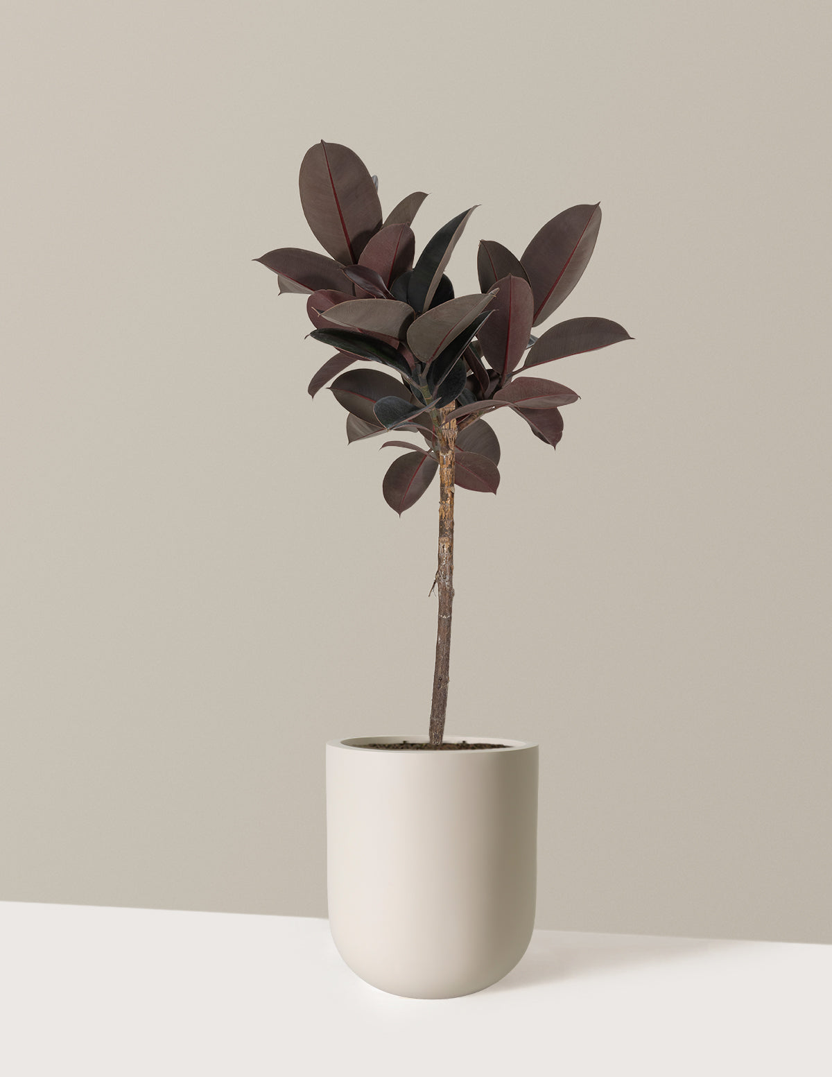 Ficus Burgundy Rubber Tree