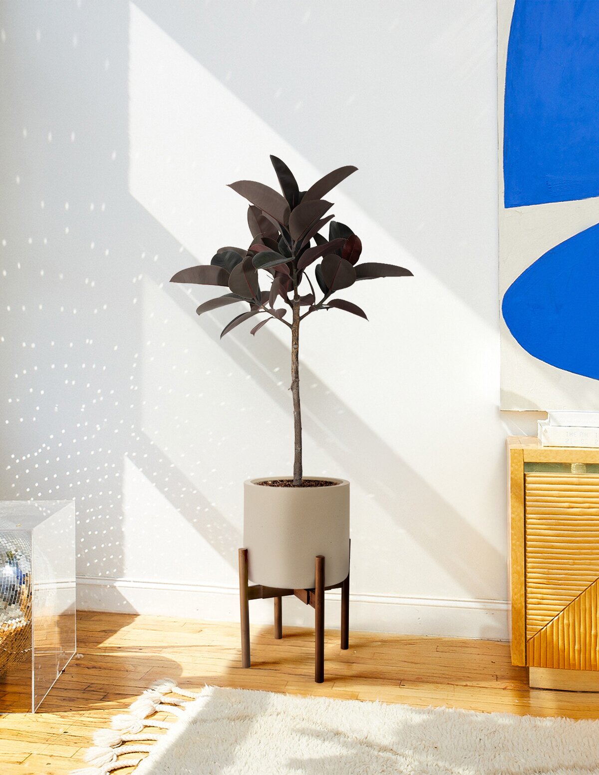 Ficus Burgundy Rubber Tree