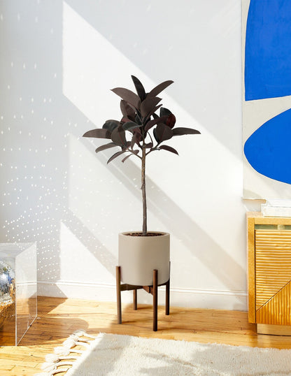 Ficus Burgundy Rubber Tree