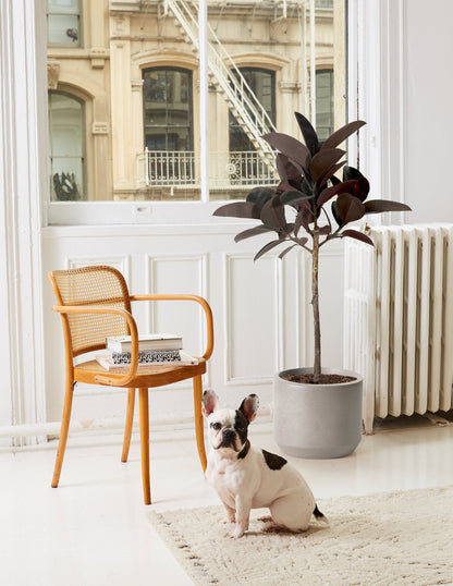Ficus Burgundy Rubber Tree