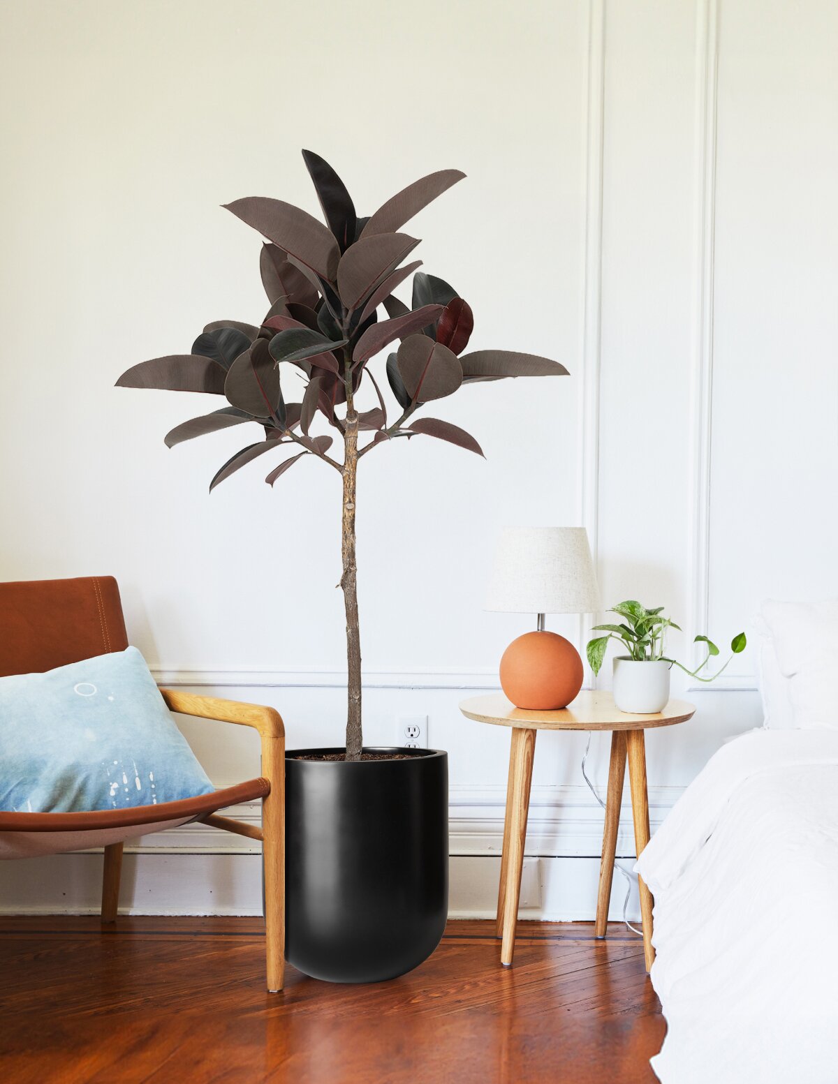 Ficus Burgundy Rubber Tree