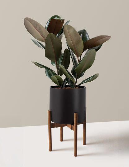 rubber tree in pot Ficus Burgundy Rubber Plant with Planter - Large (1' to 2' tall) Antique Teal Planter