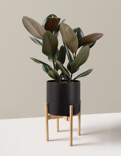 rubber tree buy online Ficus Burgundy Rubber Plant with Planter - Medium (5"-10" tall) Top Half Dusty Rose Planter