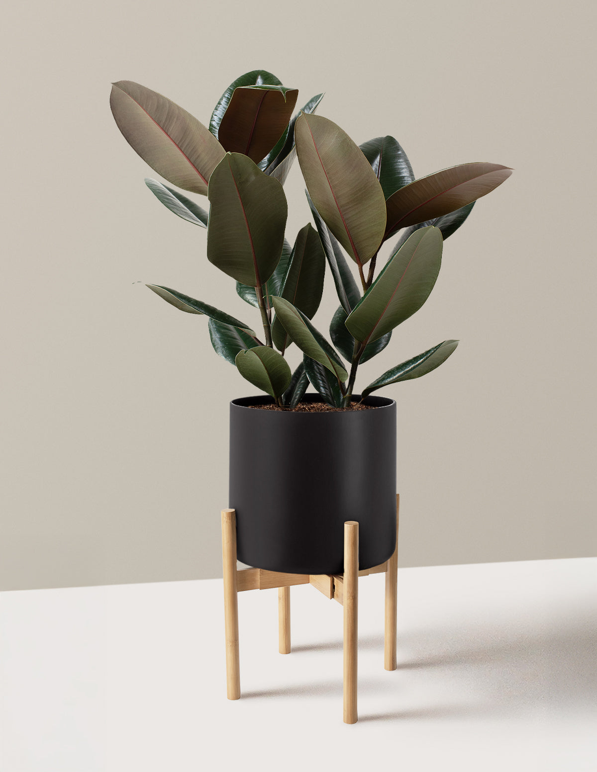 Ficus Burgundy Rubber Plant