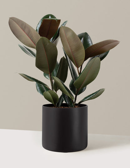 Ficus Burgundy Rubber Plant