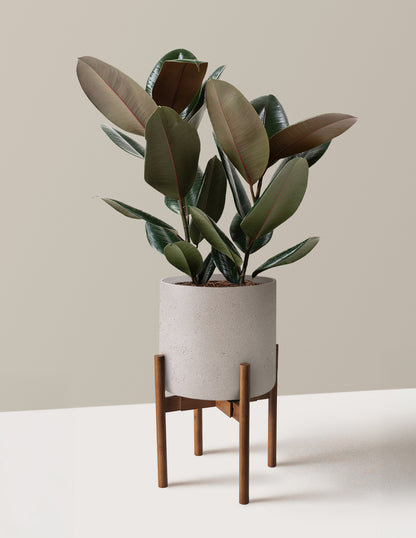 Ficus Burgundy Rubber Plant