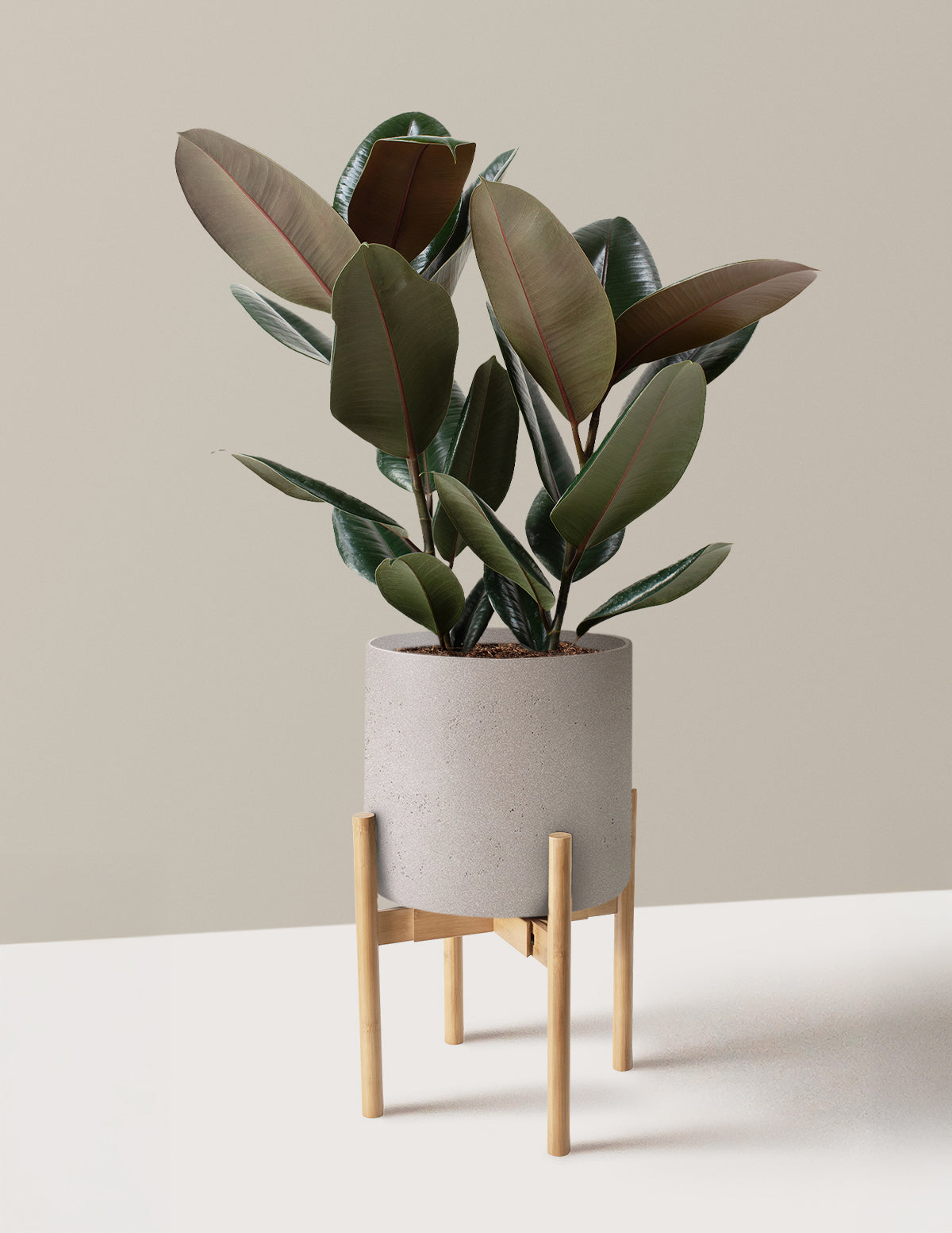 Ficus Burgundy Rubber Plant