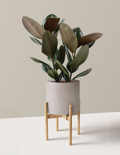 Ficus Burgundy Rubber Plant