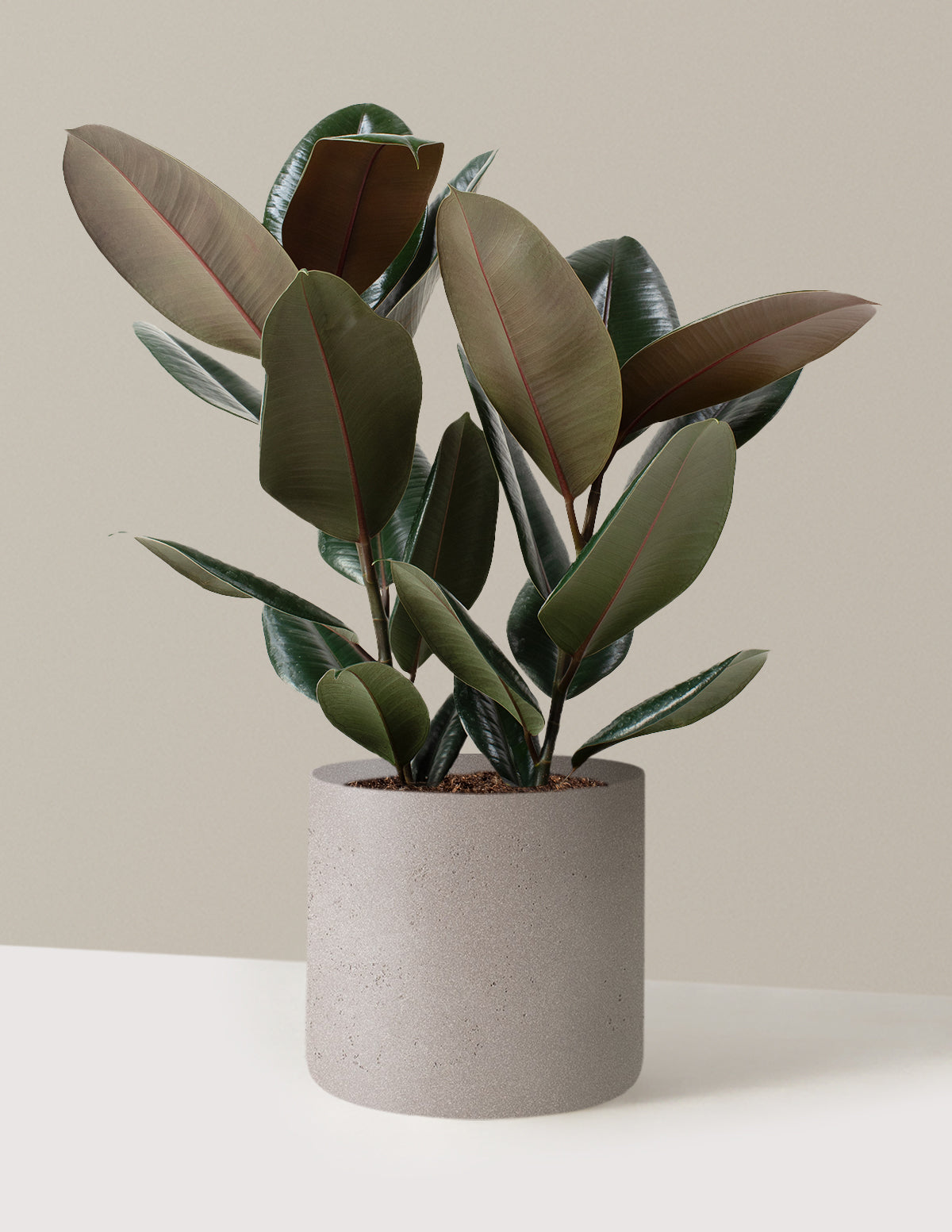 Ficus Burgundy Rubber Plant