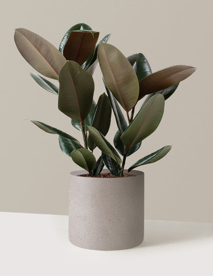 Ficus Burgundy Rubber Plant