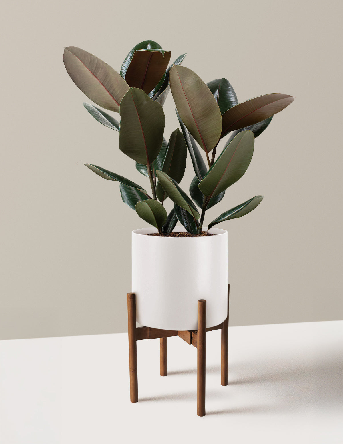 Ficus Burgundy Rubber Plant
