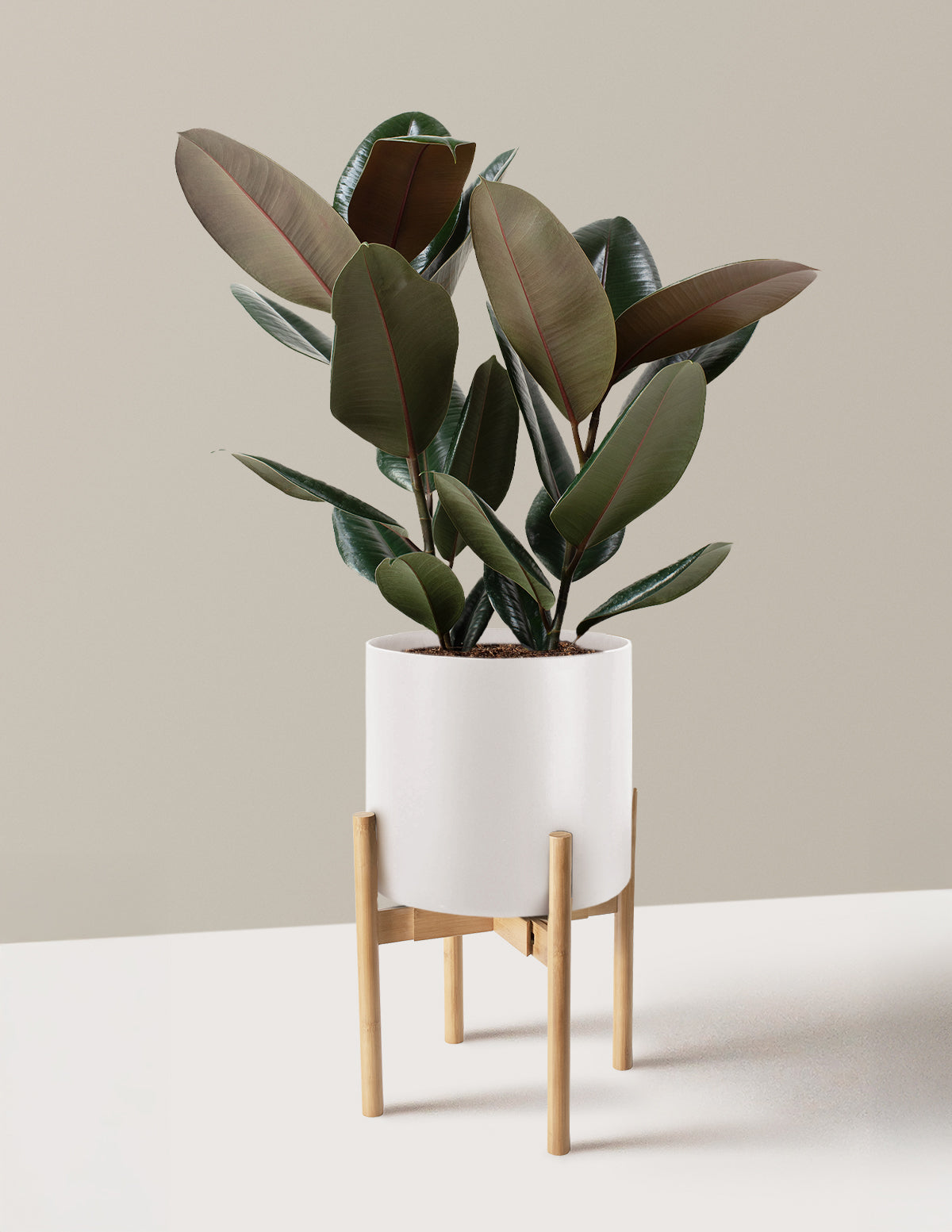 Ficus Burgundy Rubber Plant