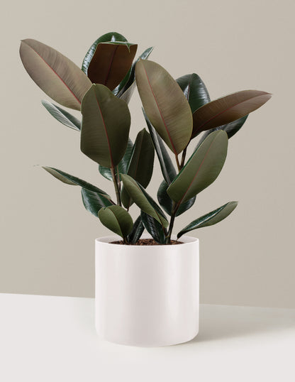 Ficus Burgundy Rubber Plant
