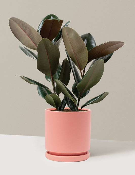 Ficus Burgundy Rubber Plant