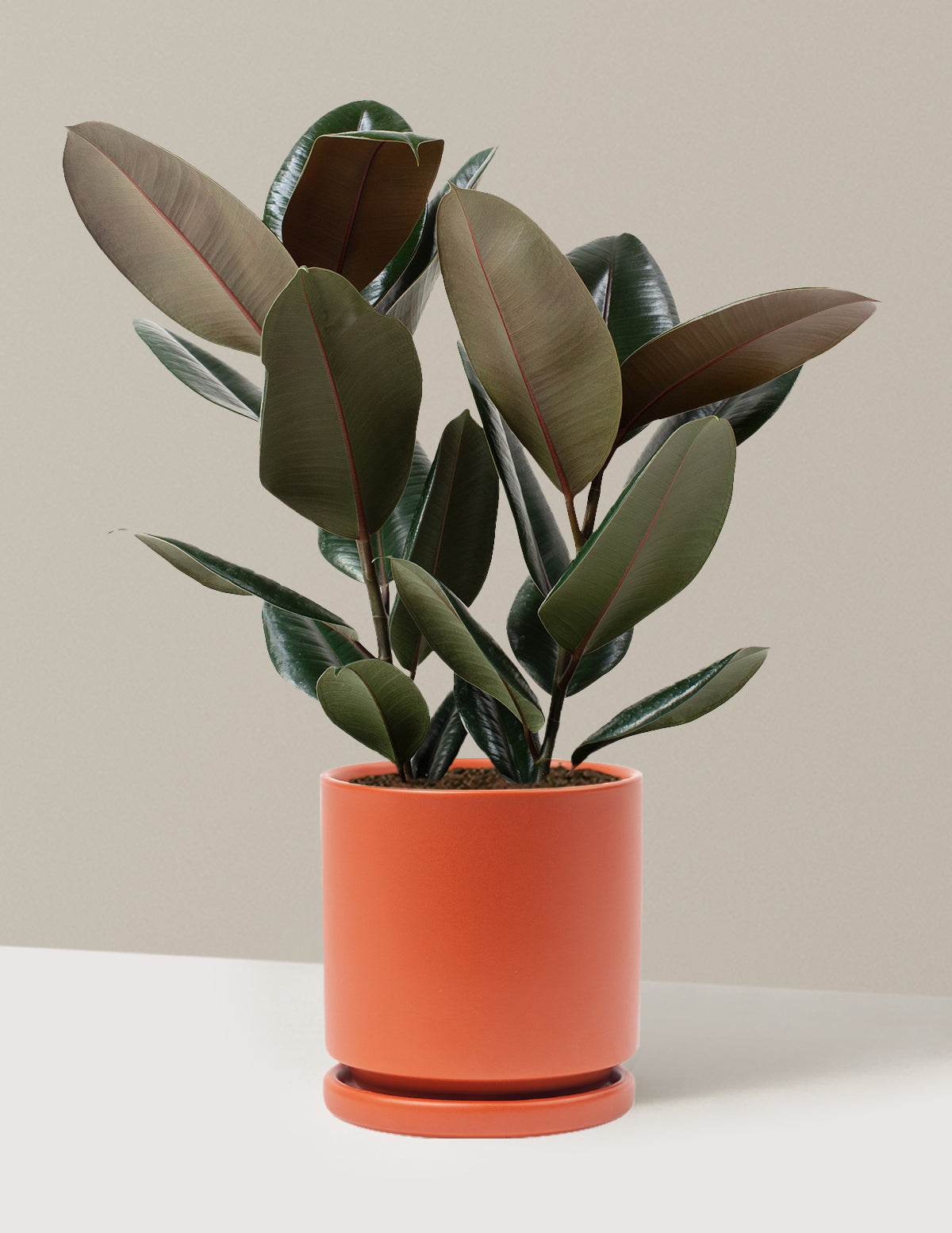 Ficus Burgundy Rubber Plant with Planter - Large (1' to 2' tall) Cement Grey Planter